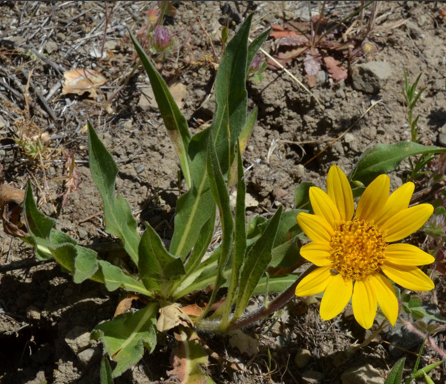 Wyethia angustifolia (DC.) Nutt. resmi