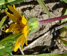 صورة Wyethia angustifolia (DC.) Nutt.