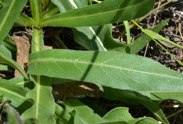 Wyethia angustifolia (DC.) Nutt. resmi