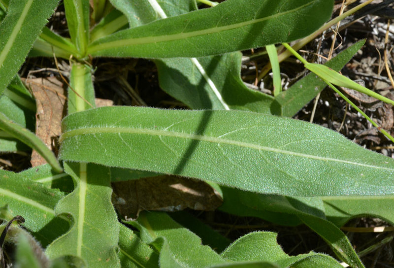 صورة Wyethia angustifolia (DC.) Nutt.