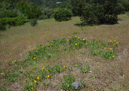 Wyethia angustifolia (DC.) Nutt. resmi