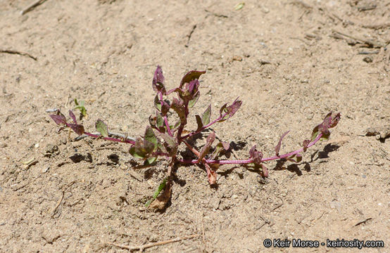 Image of San Diego coastalcreeper