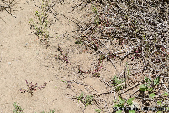 Image of San Diego coastalcreeper