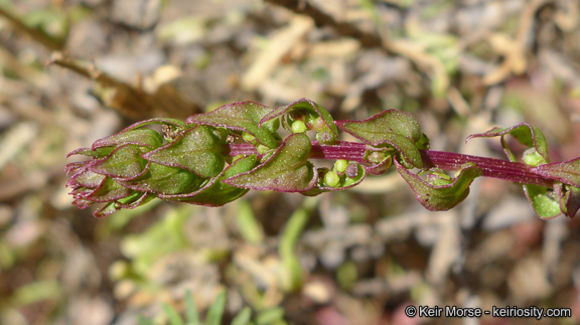 Image of San Diego coastalcreeper