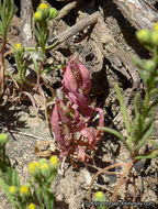 Image of San Diego coastalcreeper