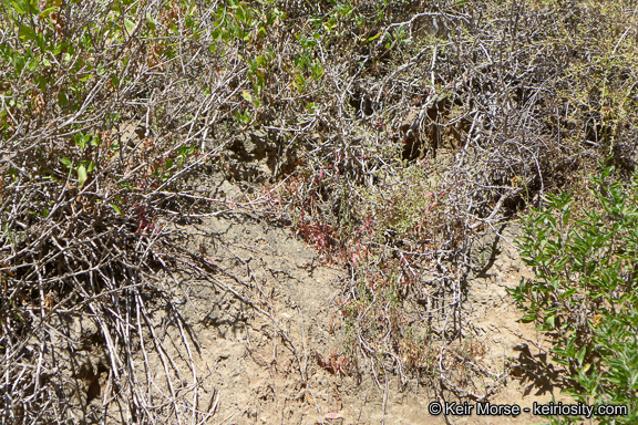 Image of San Diego coastalcreeper