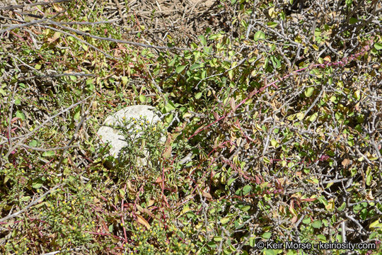 Image of San Diego coastalcreeper