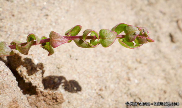 Image of San Diego coastalcreeper