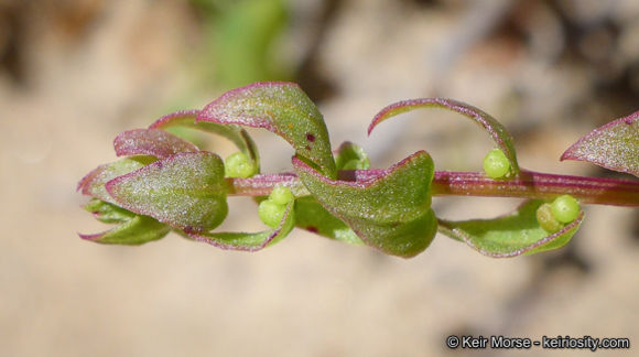 Image of San Diego coastalcreeper