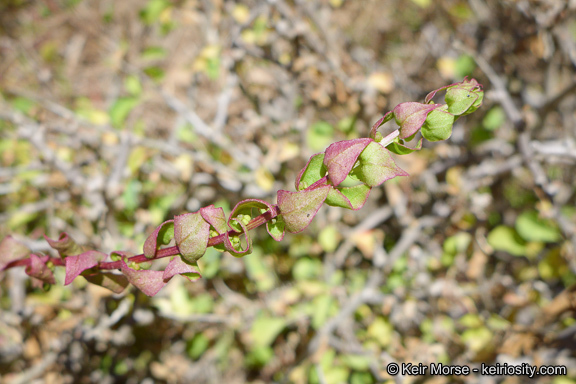 Image of San Diego coastalcreeper