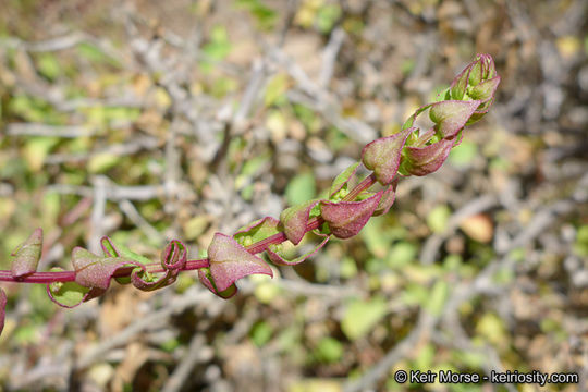 Image of San Diego coastalcreeper