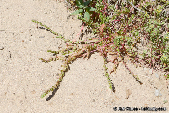 Image of San Diego coastalcreeper