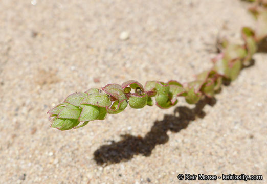 Image of San Diego coastalcreeper