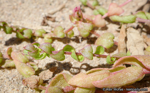 Image of San Diego coastalcreeper