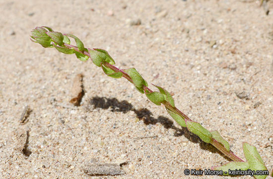 Image of San Diego coastalcreeper