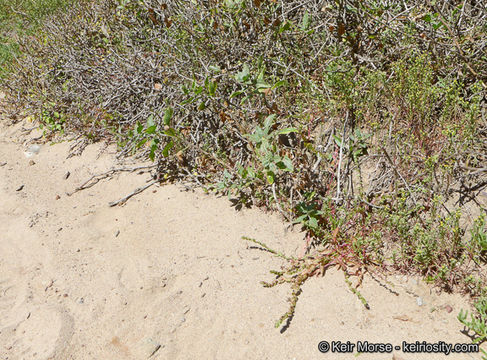 Image of San Diego coastalcreeper