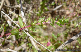 Image of San Diego coastalcreeper