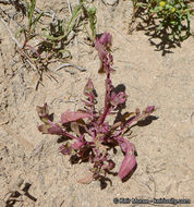 Image of San Diego coastalcreeper