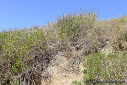 Image of San Diego coastalcreeper