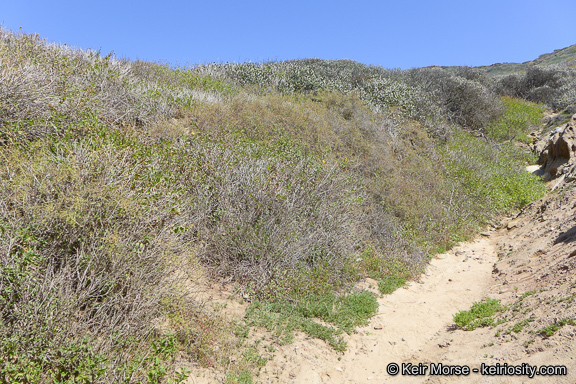 Image of San Diego coastalcreeper