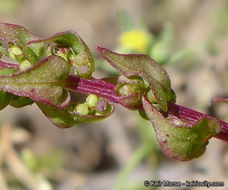 Image of San Diego coastalcreeper