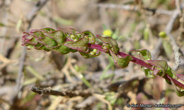 Image of San Diego coastalcreeper