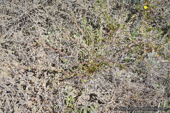 Image of San Diego coastalcreeper