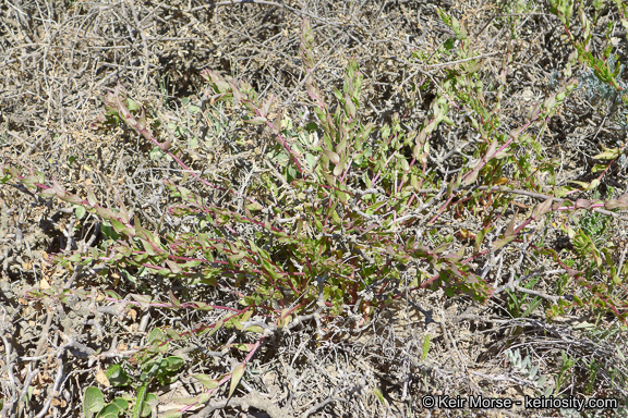 Image of San Diego coastalcreeper