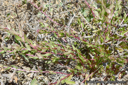 Image of San Diego coastalcreeper