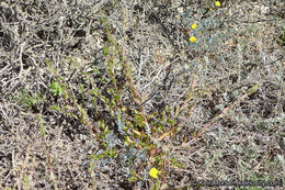 Image of San Diego coastalcreeper