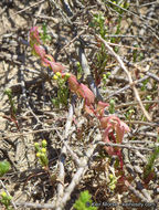 Image of San Diego coastalcreeper