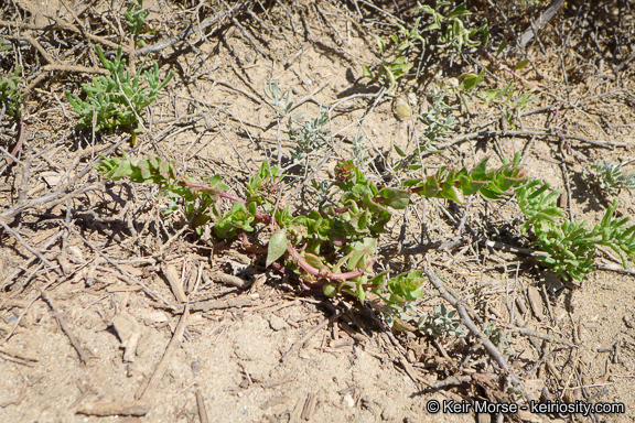 Image of San Diego coastalcreeper