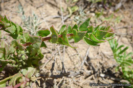 Image of San Diego coastalcreeper