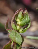 Image of San Diego coastalcreeper