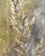 Image of serpentine reedgrass