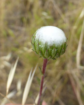 Image of hairy gumweed