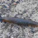 Image of Ferussac’s orange soled slug