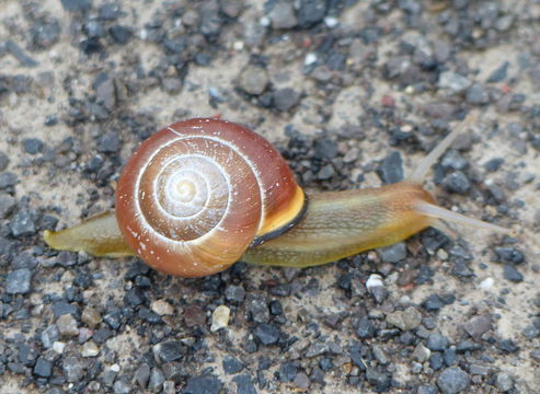 Image of Brown Lipped Snail