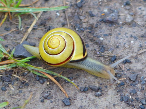 Image of Brown Lipped Snail