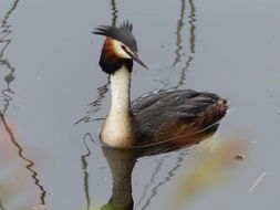 Image of Great Crested Grebe