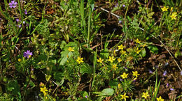 Image of bristly linanthus