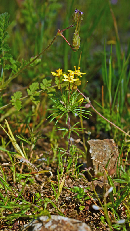 Image of bristly linanthus