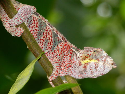 Image of Panther Chameleon