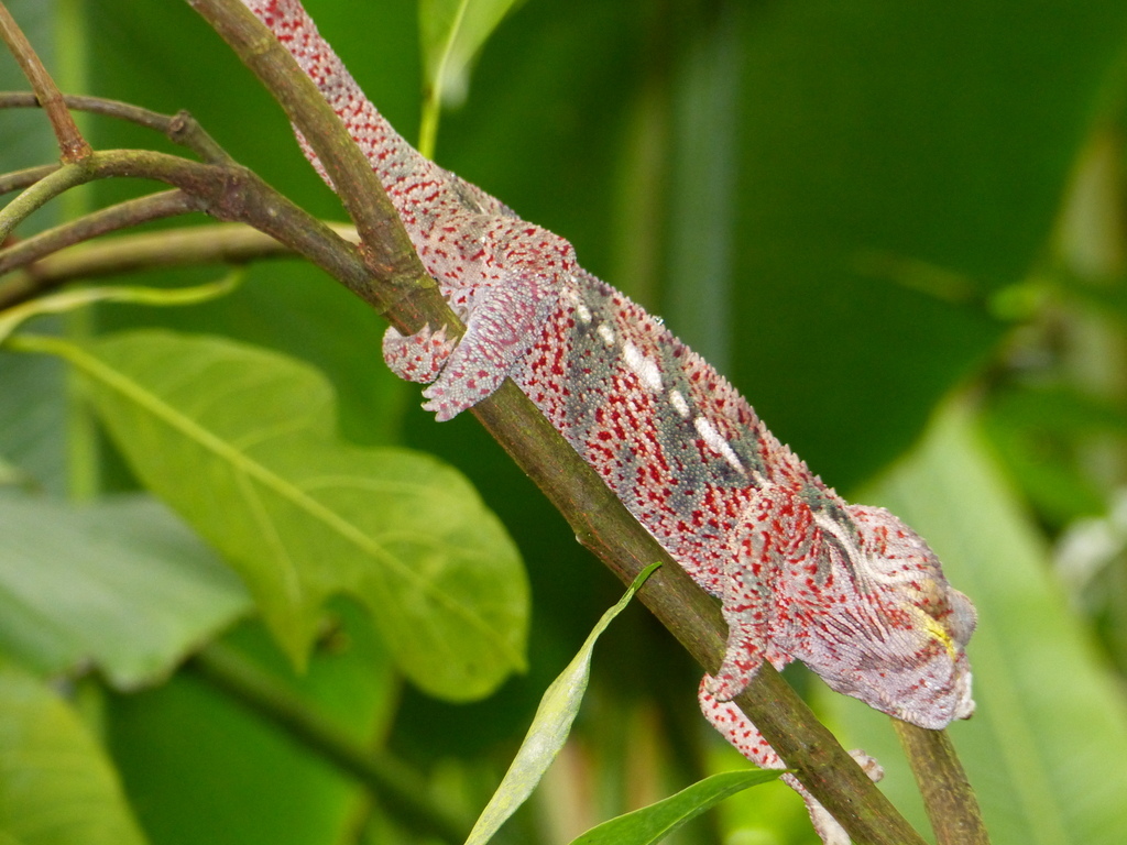 Image of Panther Chameleon