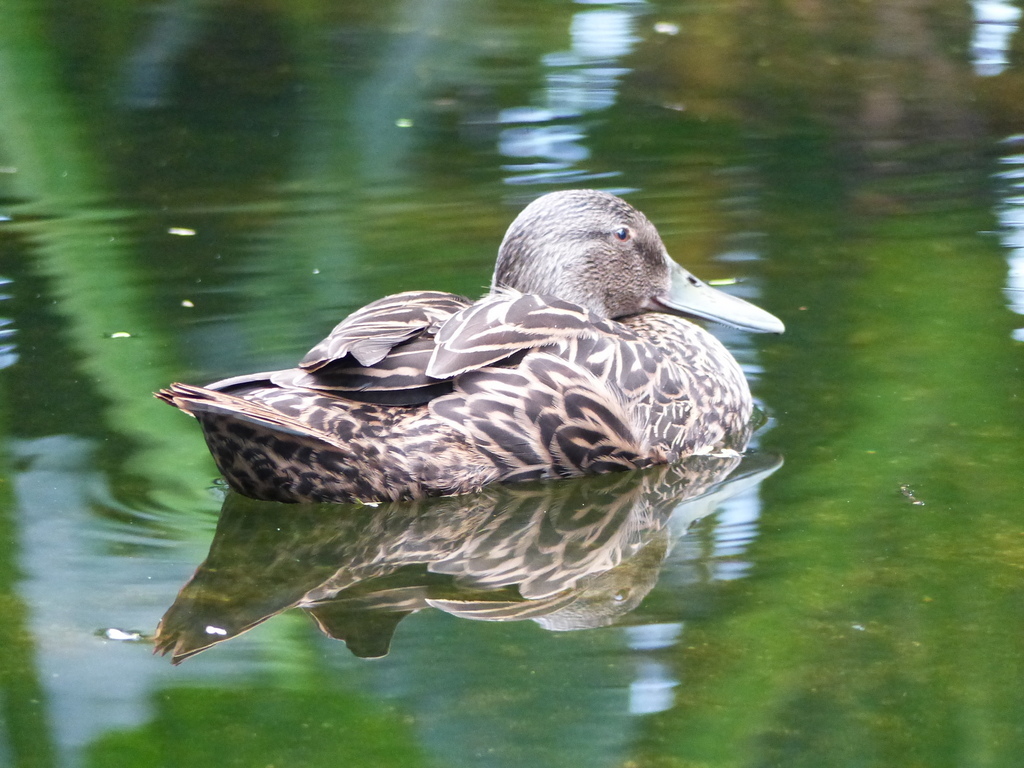 Image of Meller's Duck