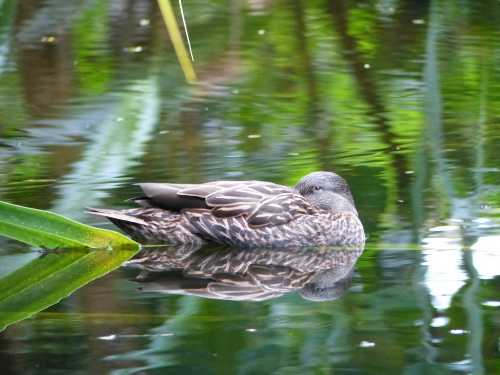 Image of Meller's Duck