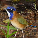 Image of Atelornis Pucheran 1846