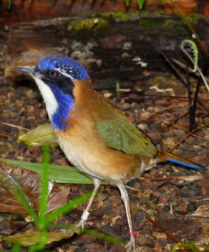 Image of Pitta-like Ground Roller