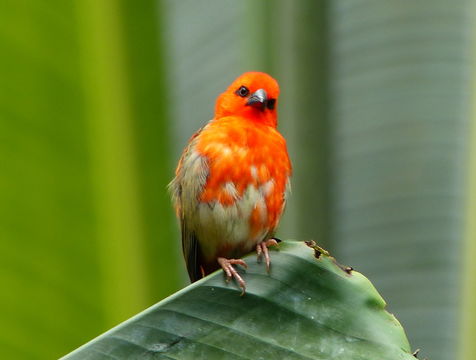 Image of Madagascar Red Fody