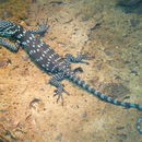 Image of Blue Spotted Tree Monitor